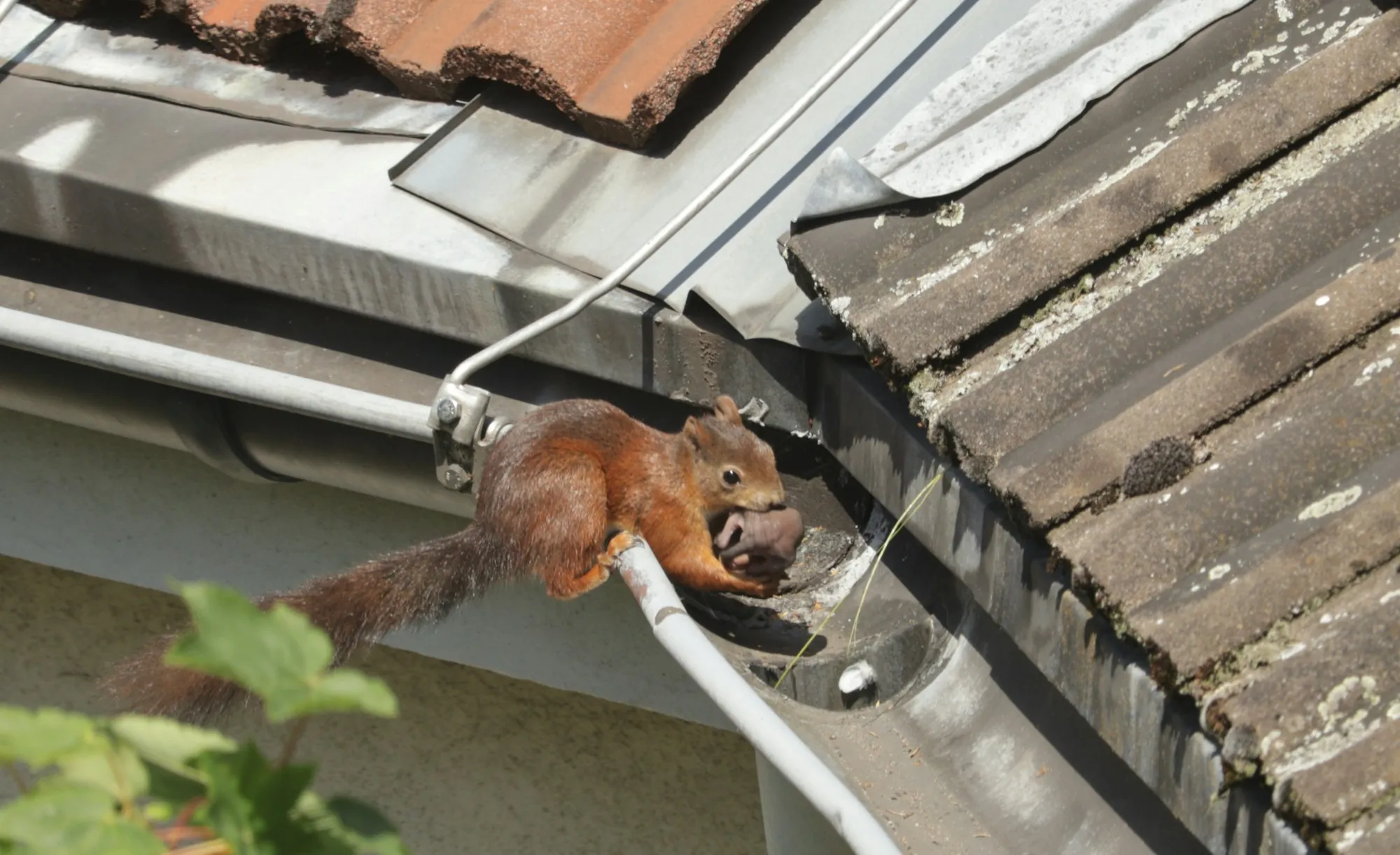 Squirrel climbing along a gutter and downspout bracket